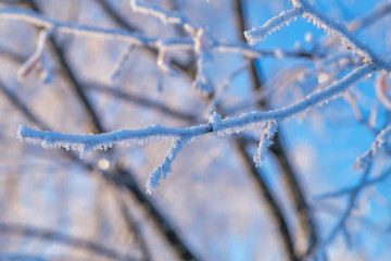 winter tree background. Belarusian winter landscape. Beginning of winter.