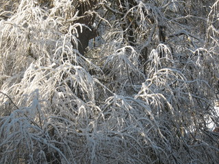 Frosted willow