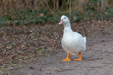 canard