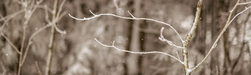 Zweige - Winter