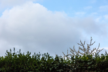 Blooming branches and dramatic sky