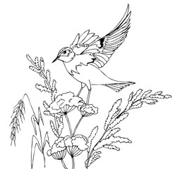 Bird sitting on a plant. Hand drawn illustrations for coloring