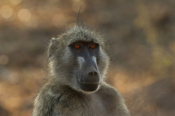 The detail of face of chacma baboon (Papio ursinus) or cape baboon with brown background