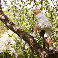 Naklejka na ściany i meble Kid boy climbed a tree on a sunny spring day. A child on an apple tree in the park. Children's outdoor activities.