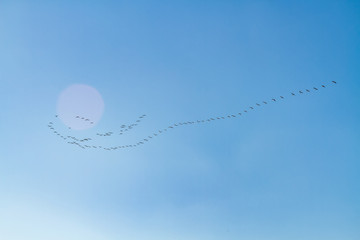 Bbirds flee to the south