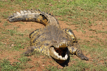 The Nile crocodile (Crocodylus niloticus) is lying on the shore of the river and basking in the sun with open jaws full of teeth
