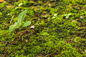 Moss in garden