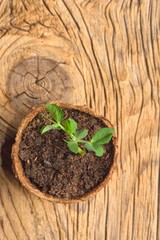 Young plant of pea, seedling in small pot isolated on wooden background.