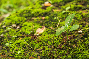 Moss in garden