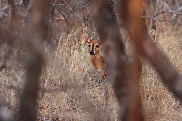 The common duiker (Sylvicapra grimmia), also known as the grey or bush duiker is hidden in trees and bush