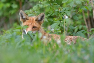 Fox in green forest. Cute Red Fox, Vulpes vulpes