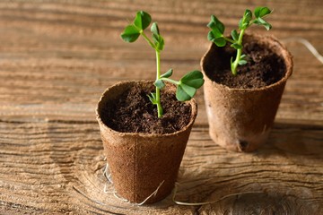 Young plant of pea, seedling in small pot isolated on wooden background.