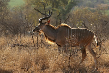 The greater kudu (Tragelaphus strepsiceros) is walking in savanna and bush with big horns