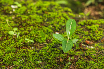 Moss in garden
