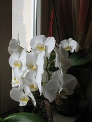 Phalaenopsis Orchid Falenopsis Orchidea