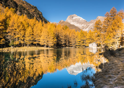 yellow larch trees and mountain lake with reflections in late autumn