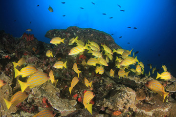 Fototapeta na wymiar Underwater coral reef in Thailand 