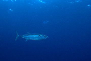 Tuna fish underwater 