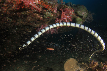 Banded Sea Snake 