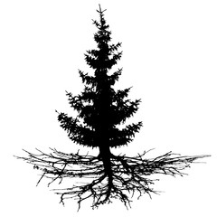Conifer tree with roots, vector silhouette. Wood, Christmas tree, fir-tree, pine, pine-tree, Scotch fir, cedar