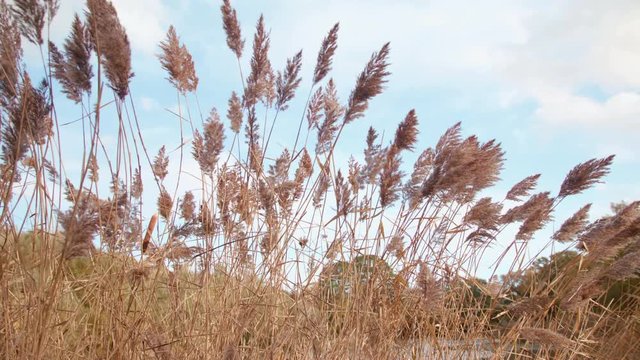 Autumn / Fall Reeds Blowing And Swaying In The Wind, In Slow Motion