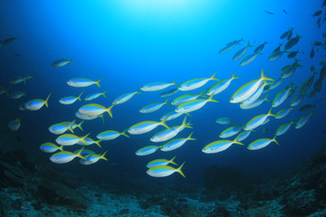 Obraz na płótnie Canvas Fish school on coral reef underwater 