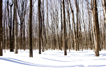 Woods and snow