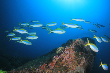 Fototapeta na wymiar Fish school on coral reef underwater 