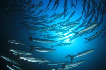 Chevron Barracuda fish 