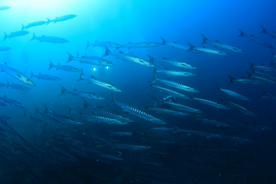 Chevron Barracuda fish 