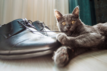 The kitten plays with the laces from the mens shoes. Beautiful black men's shoes