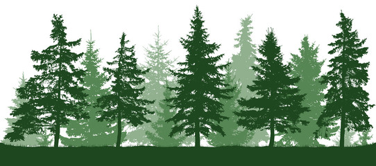 Seamless forest fir trees silhouette. Christmas tree. Parkland, park, garden. Coniferous green spruce. Vector on white background. Isolated, separate objects