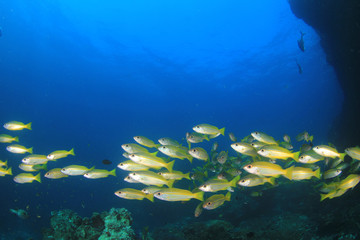 Fish school on coral reef underwater 
