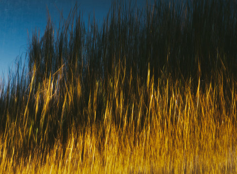 Abstract of marsh grasses at dawn, Tamales Bay, Point Reyes National Seashore, California