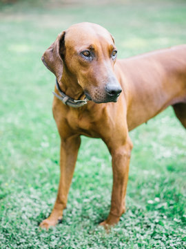 Adorable brown dog on meadow