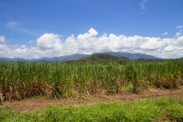 Sugar cane growing in Tropical North Queesland, Australia