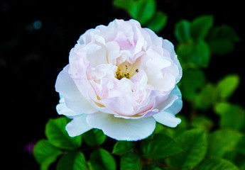Pink rose at rose garden