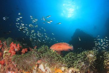 Naklejka na ściany i meble Underwater coral reef in Thailand 