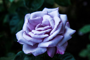 Light purple rose 