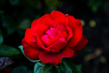 Red Rose high quality