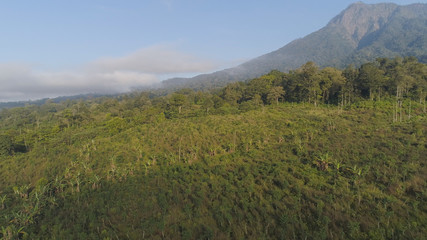 Fototapeta na wymiar aerial view tropical forest with lush vegetation and mountains, java island. tropical landscape, rainforest in mountainous area Indonesia. green, lush vegetation.