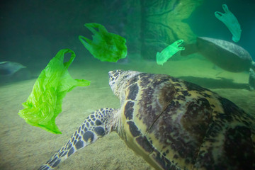 Obraz premium Sea Turtle eat plastic bag ocean pollution concept