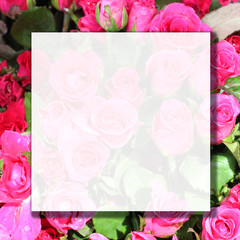 rose flower with copyspace