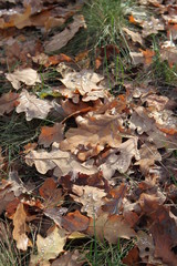 forest