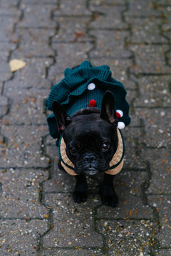 Cute french bulldog in christmas dress on the street 