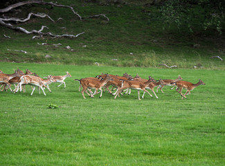 Fototapeta premium deer/走る鹿