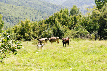 Maramures, Rumänien