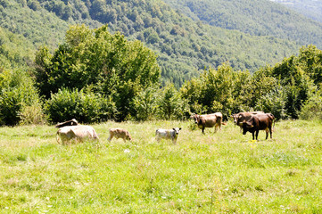 Fototapeta premium Maramures, Rumänien
