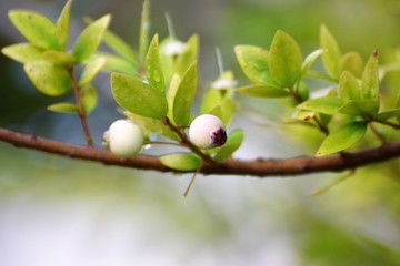 beautiful Cyprus fruit 