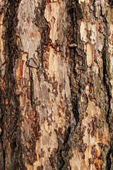 Stripped bark